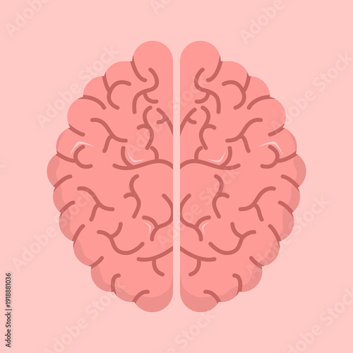 Flat vector top view of human brain for medical use, illustrating anatomy, neurological studies, cognitive health, and brain functions on pink background.