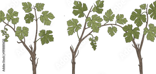 Grape vine branch illustration with green leaves and grape bunches, botanical plant drawing set, vineyard nature design element, vintage vector isolated on white.