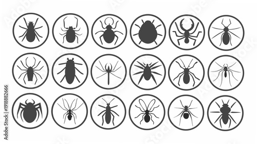 Collection of various insects and arachnids illustrated in circular icons on a clean background, viewed from a straightforward perspective