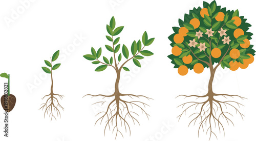Orange tree growth stages infographic showing seed germination, young plant development and mature fruit tree with roots, agriculture lifecycle diagram, flat vector illustration.