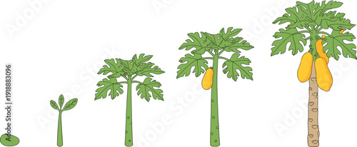 Papaya plant growth stages illustration from seed to mature tree with ripe fruits, botanical lifecycle sequence, tropical agriculture concept isolated on white background.