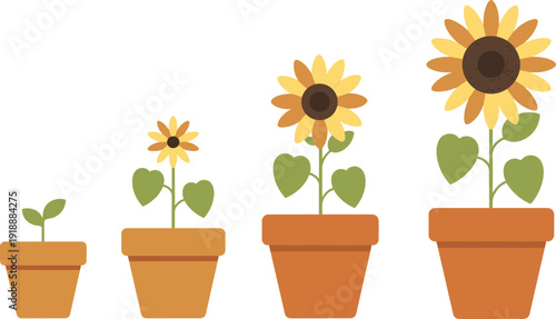 Sunflower growth stages in pots showing seedling, small flower and mature blooming sunflower development, gardening nature lifecycle concept, flat vector illustration isolated.