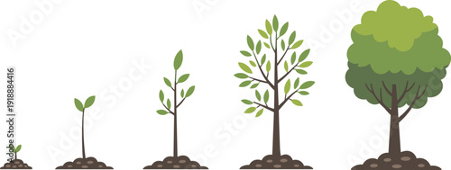 Tree growth stages illustration showing seedling to mature plant development, nature lifecycle infographic concept, forest tree evolution, flat vector isolated on white background.