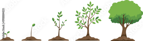 Tree growth stages infographic showing seedling sprout to young plant and mature tree development process, nature ecology concept, flat vector illustration isolated on white.