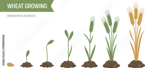 Wheat growing stages infographic showing seed germination and plant development process, agriculture lifecycle diagram with sprout and mature wheat, flat vector illustration.