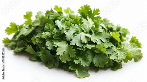 Coriander leaves, white background.

