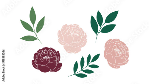 Elegant floral vector illustration with delicate pink and deep burgundy peonies, complemented by vibrant green leaves, perfect for sophisticated design projects.