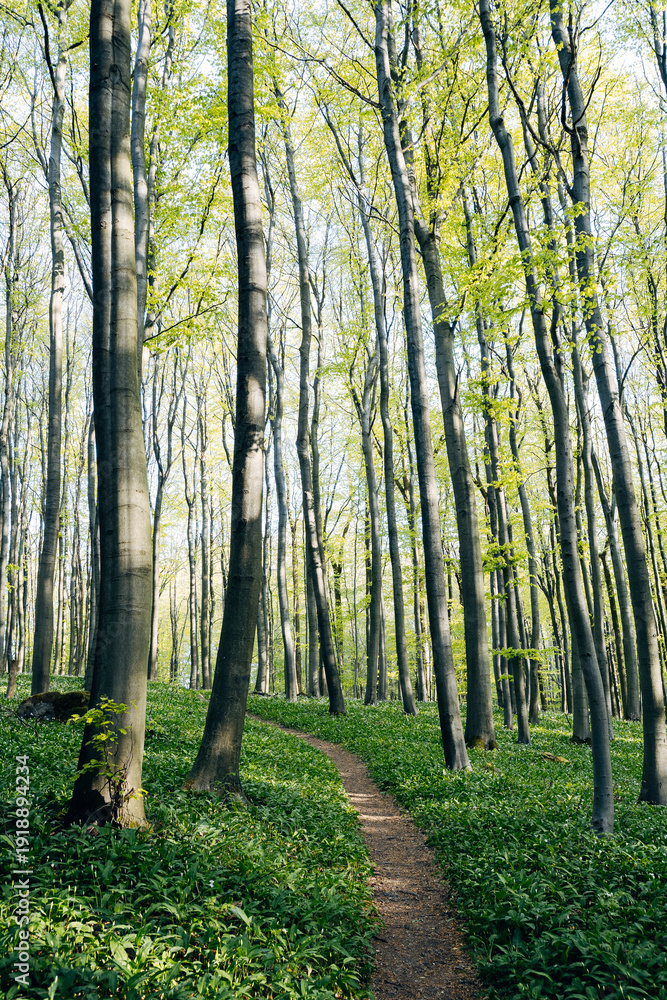 Fototapeta premium Lush green forest with sunbeams shining through trees in bright backlit setting