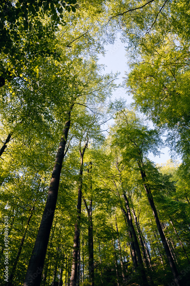 Fototapeta premium Lush green forest