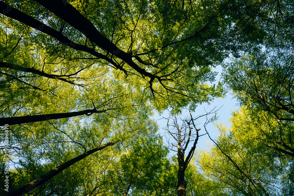 Obraz premium Lush green forest