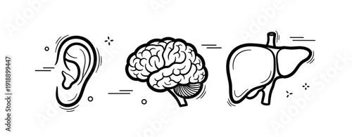 Illustration of ear, brain, and liver in minimalist black and white style