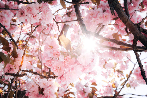 Cherry blossoms in spring bloom on a sunny day with blue sky and bright sunlight