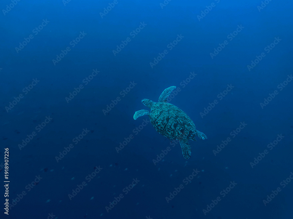 Obraz premium Green Sea Turtle Swimming in Deep Blue Ocean