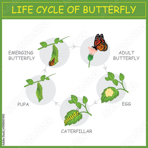 Life Cycle of Butterfly Diagram with Stages Egg Caterpillar Pupa and Adult on Green Background Educational Illustration. Butterfly Life Cycle Stages Educational Diagram.

