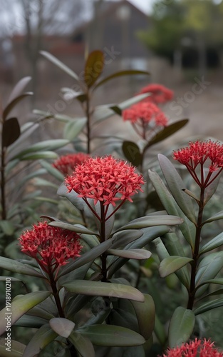 Vibrant red flowers blooming in a lush green garden setting