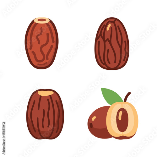 Collection of Various Nut Illustrations.