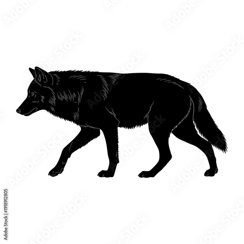 Black silhouette of a wolf walking alone.
