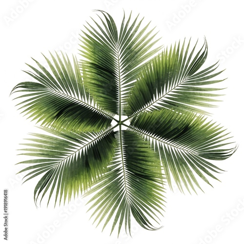 palm tree isolated on white