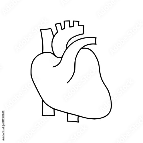 Clean line art illustration of the human heart, symbolizing the essence of life, health, and profound emotion; a vital anatomical organ in a clear iconic design
