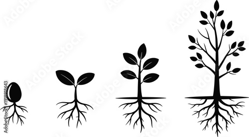 Plant growth cycle vector set with seed sprouting seedling and growing tree silhouettes with roots isolated on white background for design