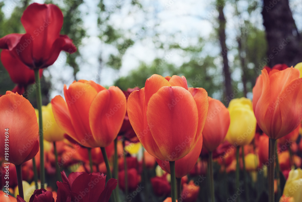 Obraz premium Beautiful fresh colorful tulip flowers in full bloom in the meadow. Natural spring flowery texture for background.