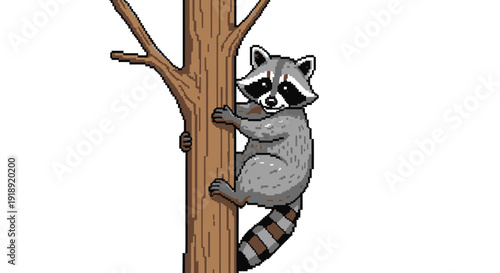 Raccoon Climbing a Tree.