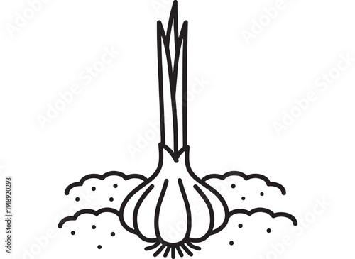 Garlic bulb line icon growing in soil with sprouting leaves, simple black outline illustration isolated on white background for gardening, farming, and food design