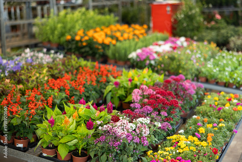 Wallpaper Mural On shelf there are rows of various ornamental plants for decorating apartment, office, country house, flower beds, patio. Wholesale hypermarket of potted plants, hobby gardening products Torontodigital.ca