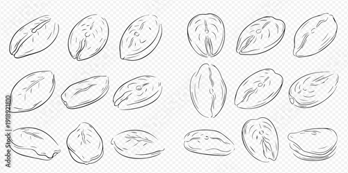 Peanut sketches set. Hand drawn groundnut elements. Vector illustration of nuts.