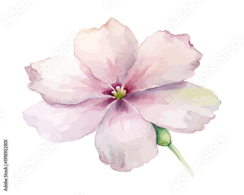 Watercolor Phlox Flower Painting, Soft Botanical Clipart, vector illustration isolated on white background