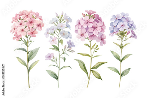 set of Watercolor Phlox Flower Painting, Soft Botanical Clipart, vector illustration isolated on white background