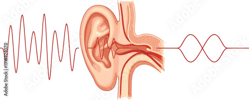 Human ear anatomy with sound wave medical vector illustration showing hearing process and audio signal transmission concept