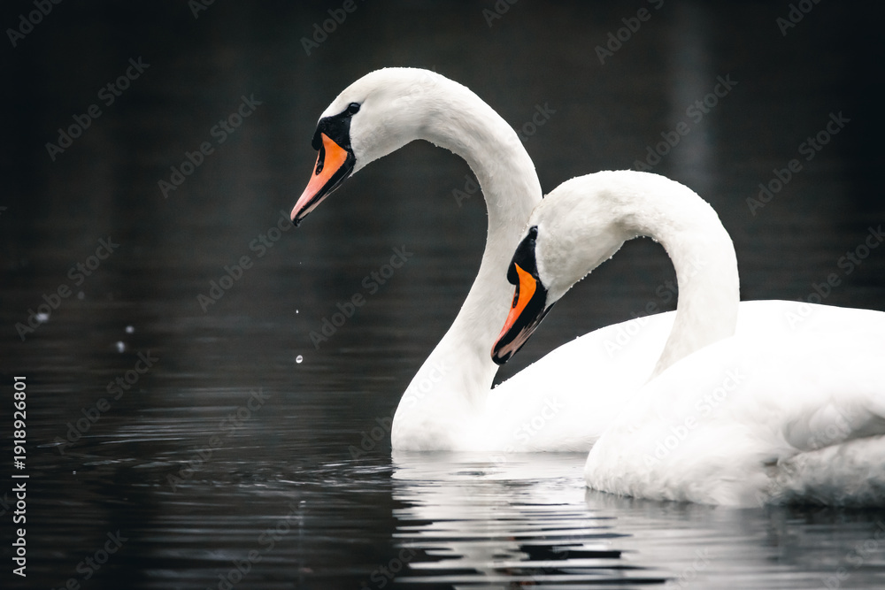 Fototapeta premium Two mute swans move together on dark water as droplets fall from bright bills. Their necks curve in rhythm and the quiet pond mirrors the soft shapes of trust beauty and gentle motion.