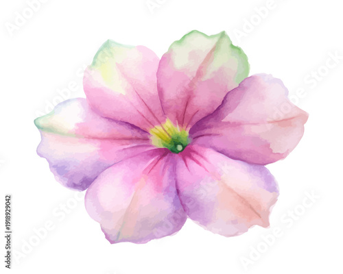 Watercolor Petunia Flower Clipart, Colorful Floral Art, vector illustration isolated on white background