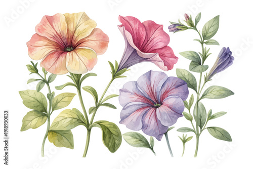Colorful Petunia Watercolor Bloom, Vibrant Garden Floral Illustration Isolated on White
