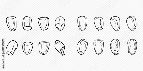 Set of hand-drawn corn kernels in outline style, isolated on transparent background, perfect for agricultural and food-related designs.