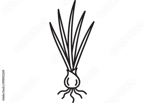Onion doodle line icon with bulb and roots, long green leaves, minimal black outline isolated on white background for kitchen, gardening, farm, and food label design