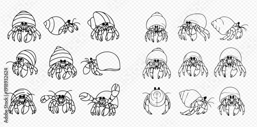 Hermit crab outline drawings in various poses and shell types, black and white vector illustration set.