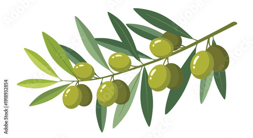 A vibrant illustration of an olive branch with ripe green olives