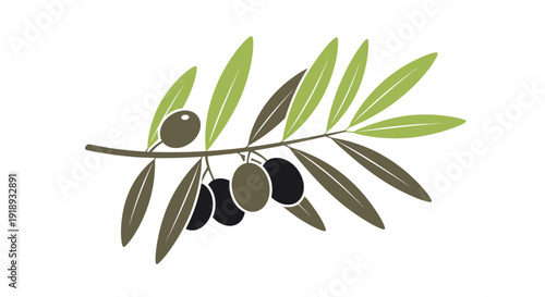 Olive branch with ripe olives a simple botanical illustration