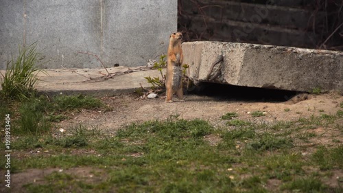 A funny little gopher lives under a building. The city gopher lives under a reinforced concrete slab.