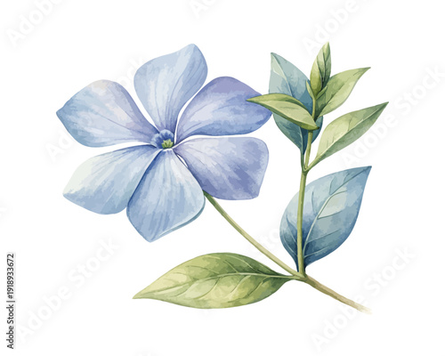 Watercolor Periwinkle Flower Illustration, Blue Botanical Clipart, isolated on white background