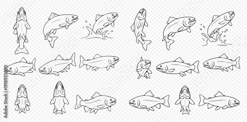 Salmon fish line art vector illustration set, showing different poses and movements of the fish, perfect for fishing and aquatic themes.