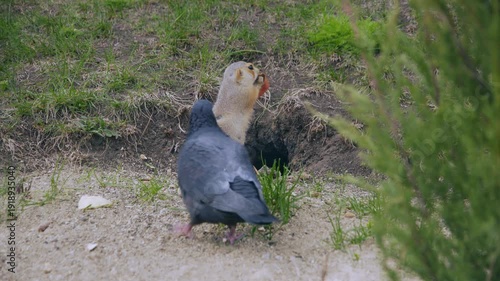 A funny little gopher stands and eats near his hole. Pigeons are walking around him.