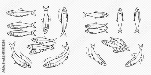 Hand-drawn sketch set of various sardines, showing different views and movements of the fish.