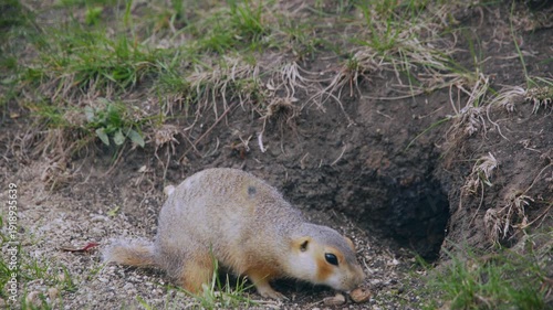 A funny little gopher stands and eats near his hole.