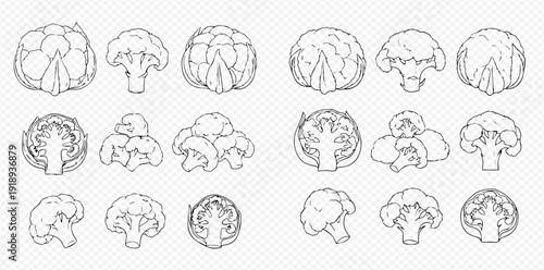 Set of hand-drawn line art illustrations of broccoli and cauliflower in various forms, including whole, florets, and cross-sections, on a transparent background.