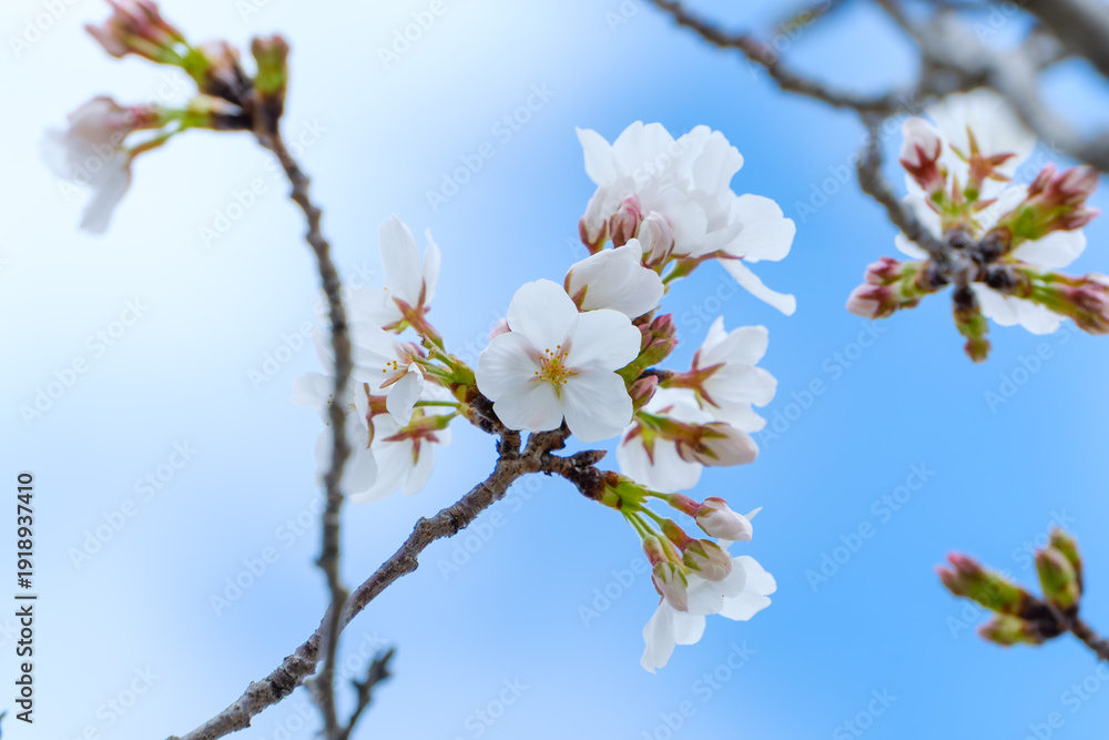 Obraz premium 青空を背景に咲き誇る美しい白い桜の花と蕾のクローズアップ