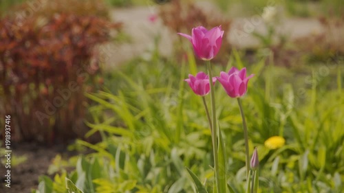 Pink tulip buds sway in the wind on a sunny spring day.