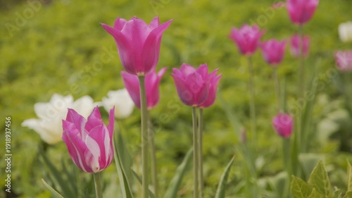 Pink tulip buds sway in the wind on a sunny spring day.